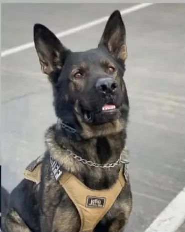 K9 Riley