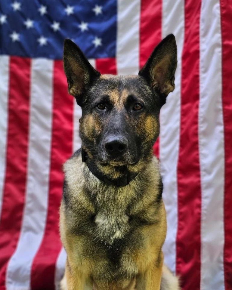Portrait of K9 Ace