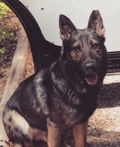 Portrait of K9 Atlas