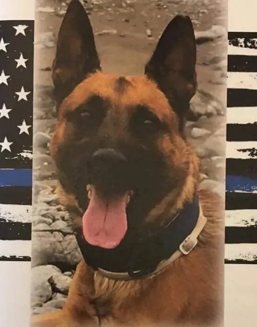 Portrait of K9 Bandit