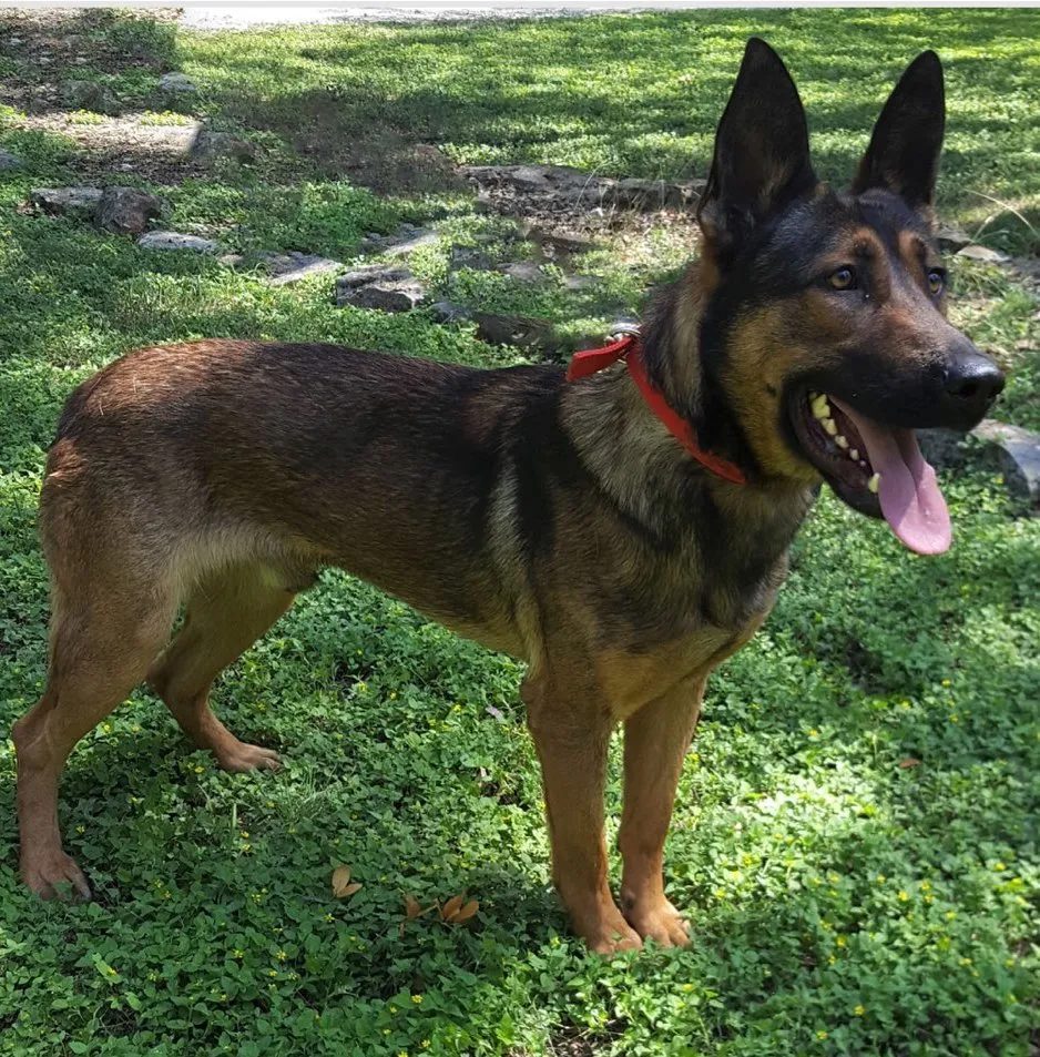 Portrait of K9 Bane