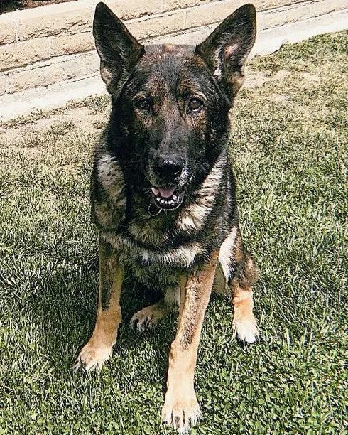 Portrait of K9 Bruno