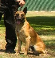 Portrait of K9 Credo