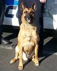 Portrait of K9 Jag