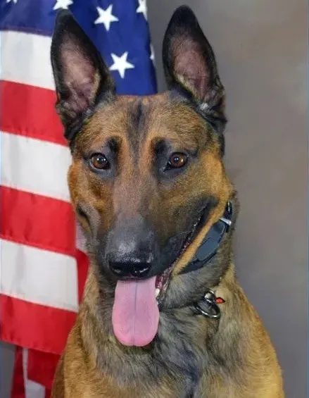 Portrait of K9 Jango