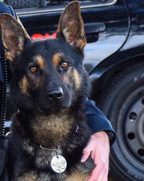 Portrait of K9 Jax