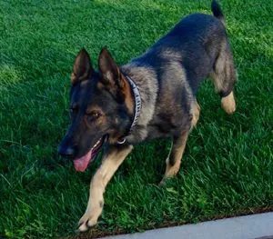 Portrait of K9 Jojo