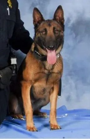 Portrait of K9 Lyka