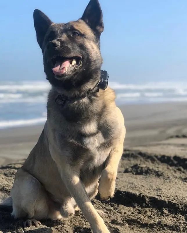 Portrait of K9 Mako