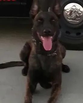 Portrait of K9 Nitro