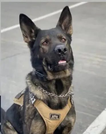 Portrait of K9 Riley
