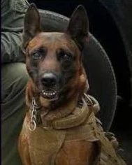 Portrait of K9 Rudy