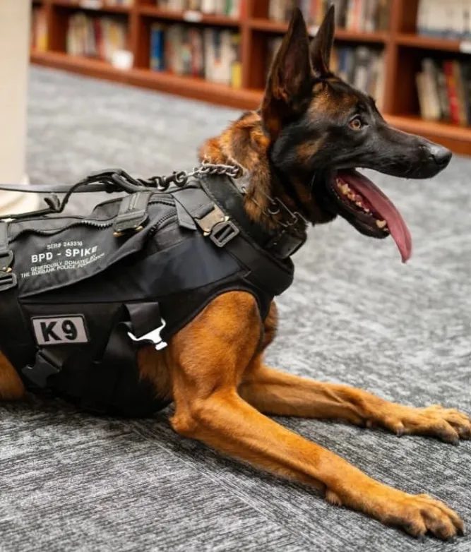 Portrait of K9 Spike