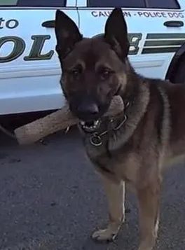 Portrait of K9 Sultan