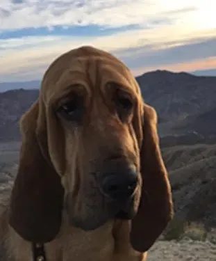 Portrait of K9 Windy
